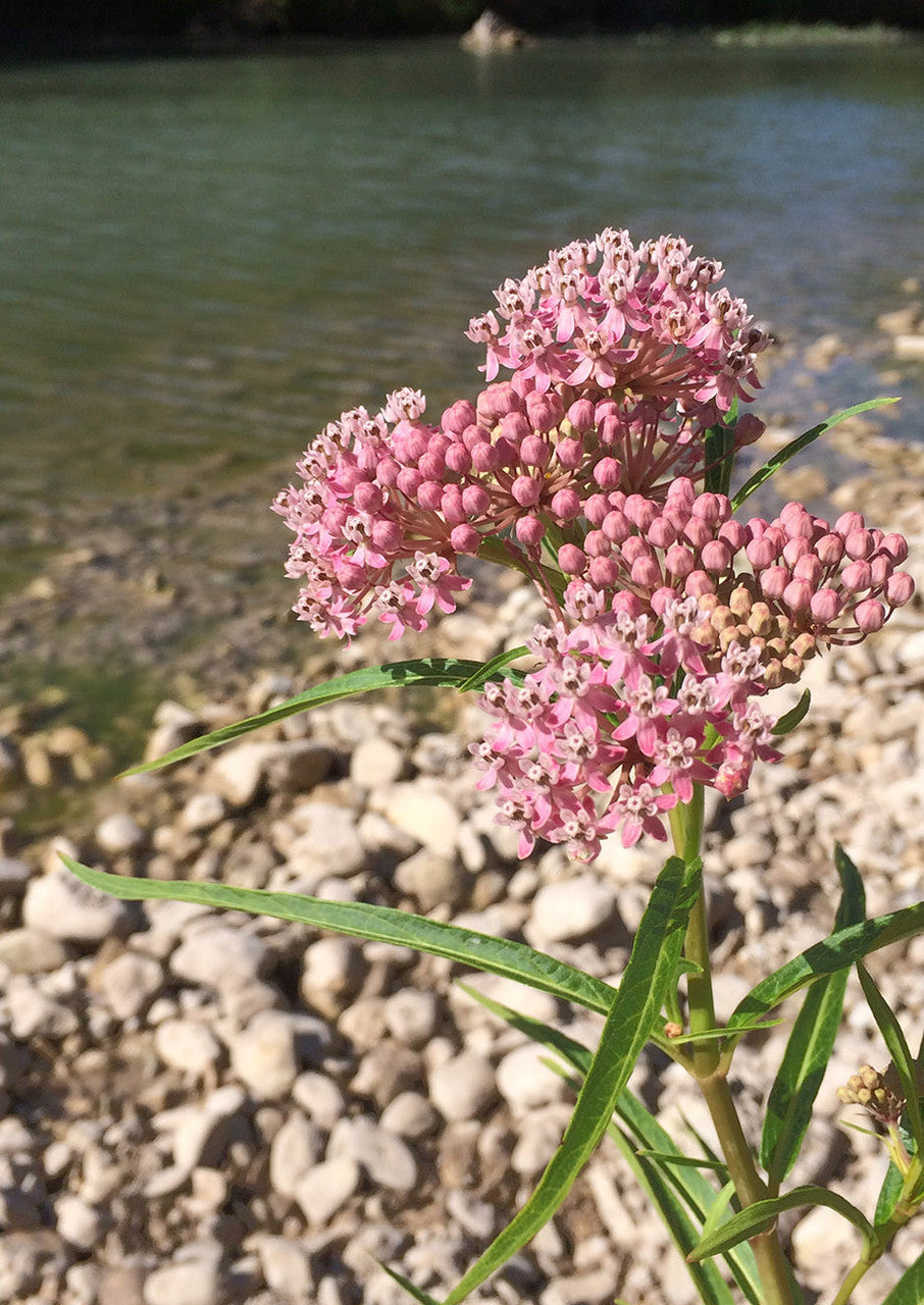 Plants for Birds - Swamp "Rose" Milkweed - Small Pack (Native American Seed)