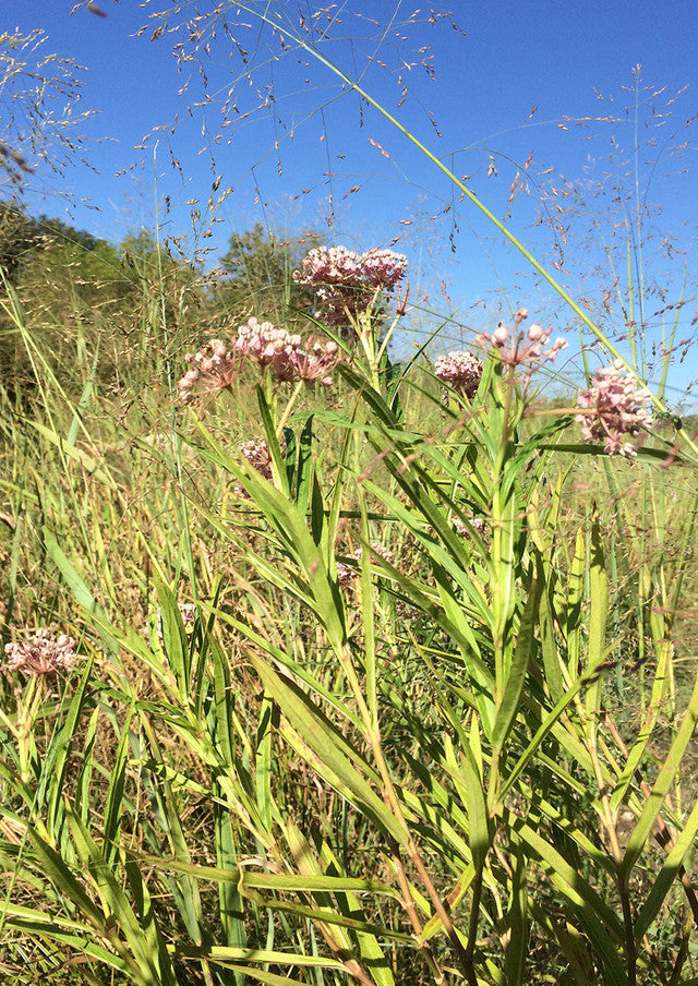 Plants for Birds - Swamp "Rose" Milkweed - Small Pack (Native American Seed)