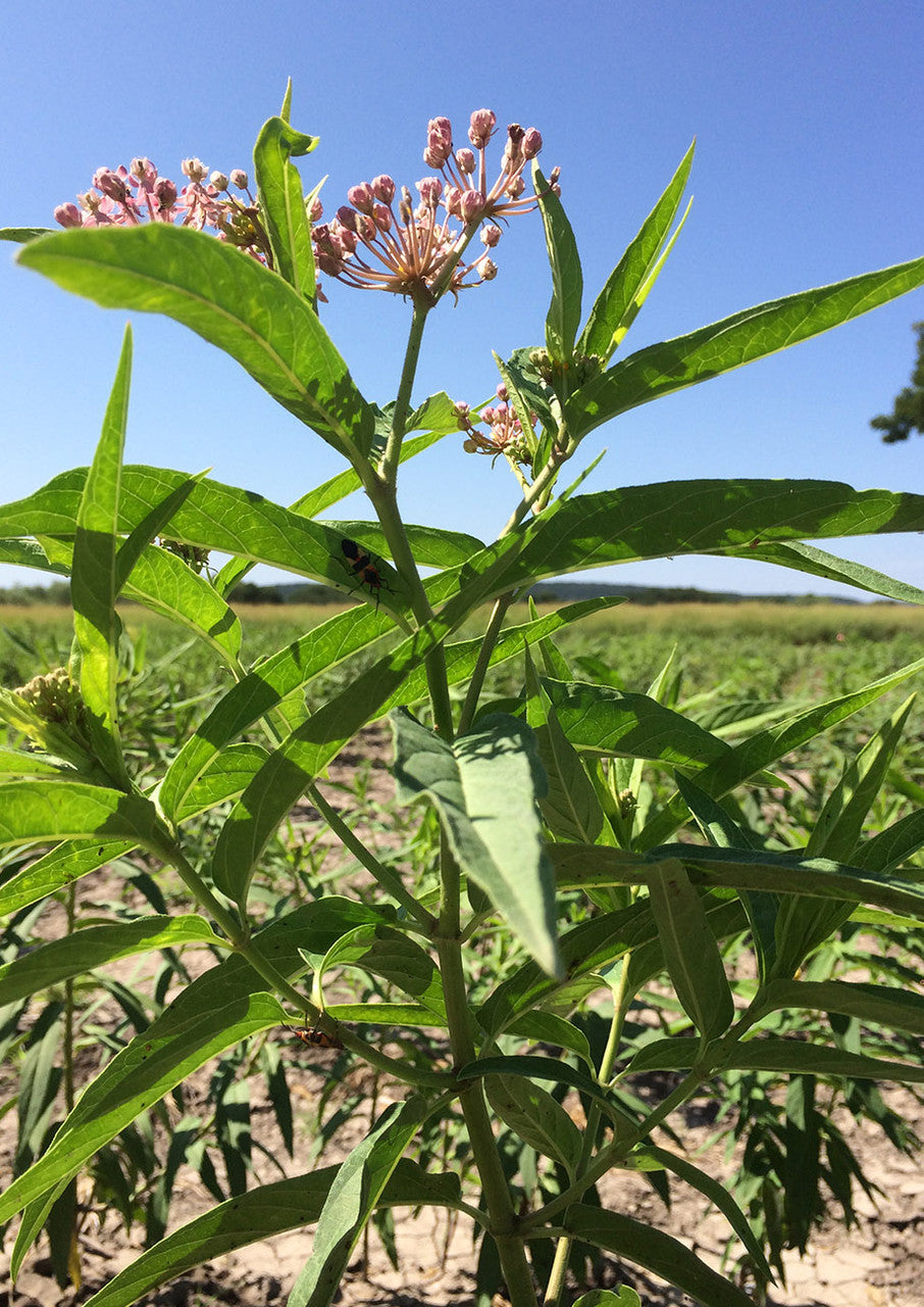 Plants for Birds - Swamp "Rose" Milkweed - Small Pack (Native American Seed)