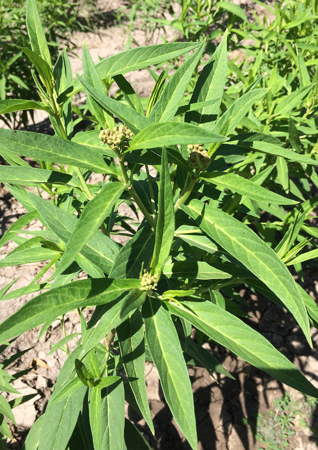 Plants for Birds - Swamp "Rose" Milkweed - Small Pack (Native American Seed)