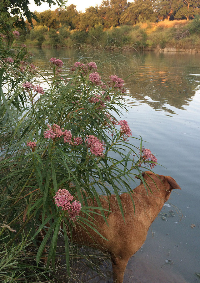 Plants for Birds - Swamp "Rose" Milkweed - Small Pack (Native American Seed)