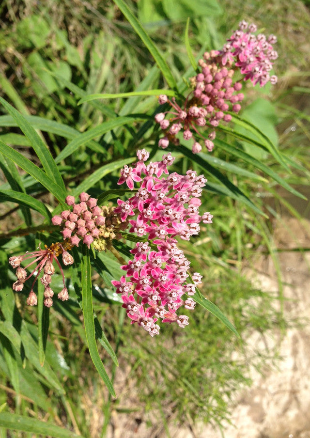 Plants for Birds - Swamp "Rose" Milkweed - Small Pack (Native American Seed)