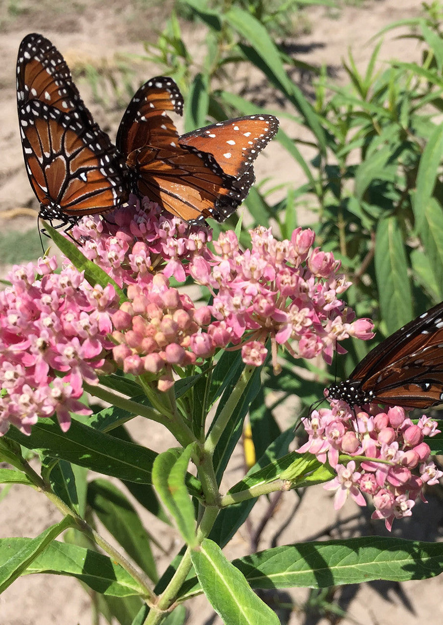 Plants for Birds - Swamp "Rose" Milkweed - Small Pack (Native American Seed)