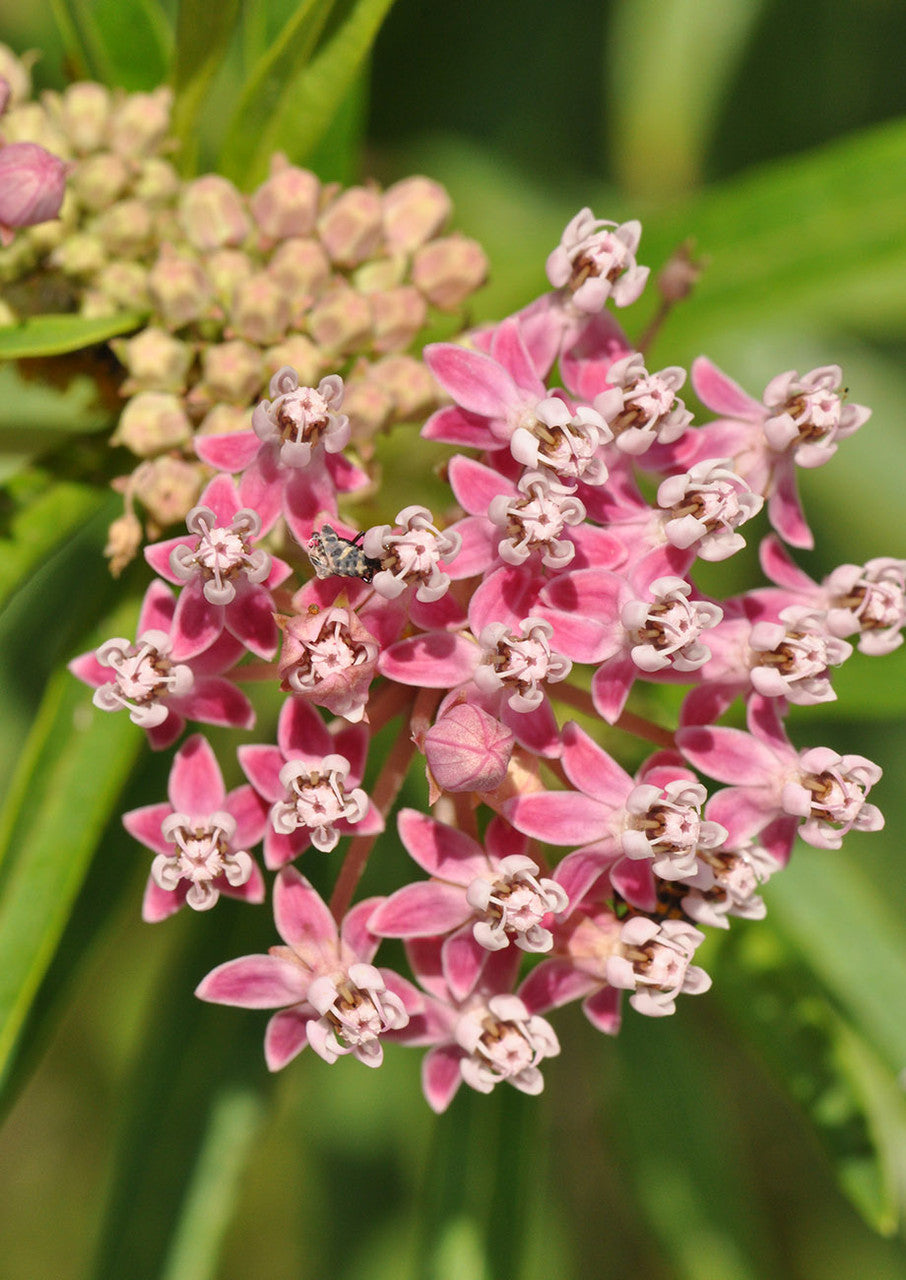 Plants for Birds - Swamp "Rose" Milkweed - Small Pack (Native American Seed)