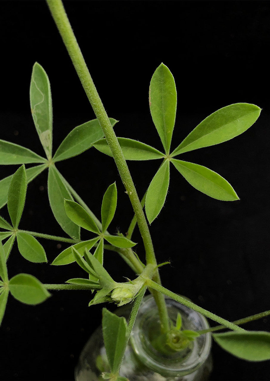 Plants for Birds - Texas Bluebonnet - Small Pack (Native American Seed)