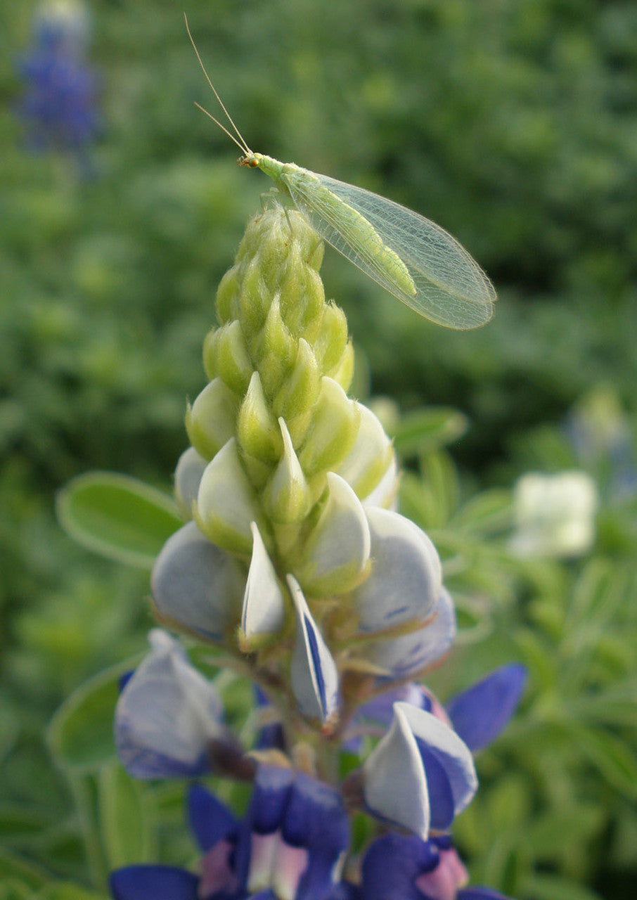 Plants for Birds - Texas Bluebonnet - Small Pack (Native American Seed)