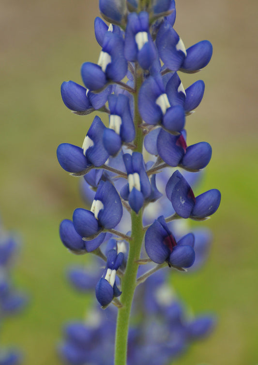 Plants for Birds - Texas Bluebonnet - Small Pack (Native American Seed)