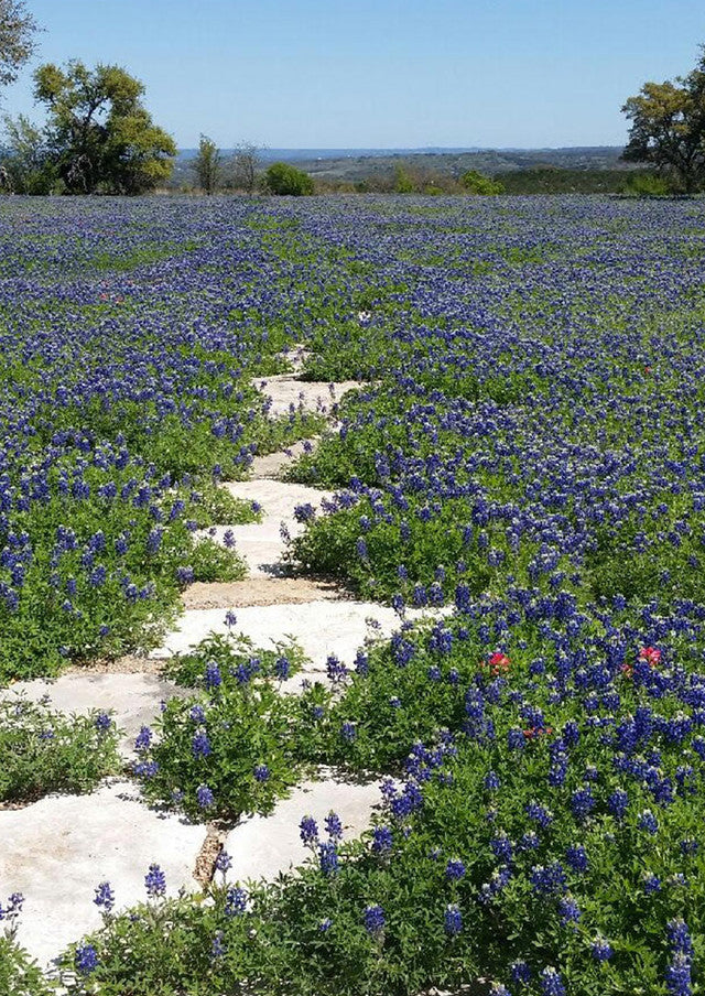Plants for Birds - Texas Bluebonnet - Small Pack (Native American Seed)