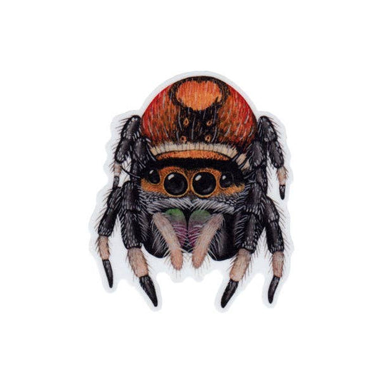 Sticker - Regal Jumping Spider