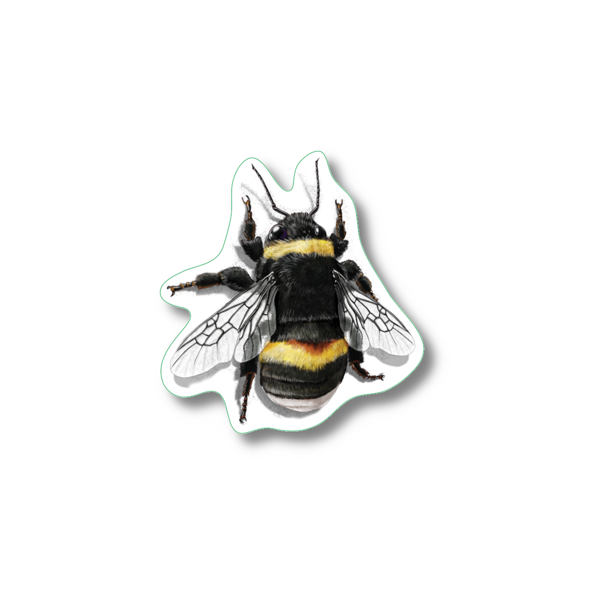 Sticker - Buff-tailed Bumblebee Nature Sticker, 2.5" x 3.5"