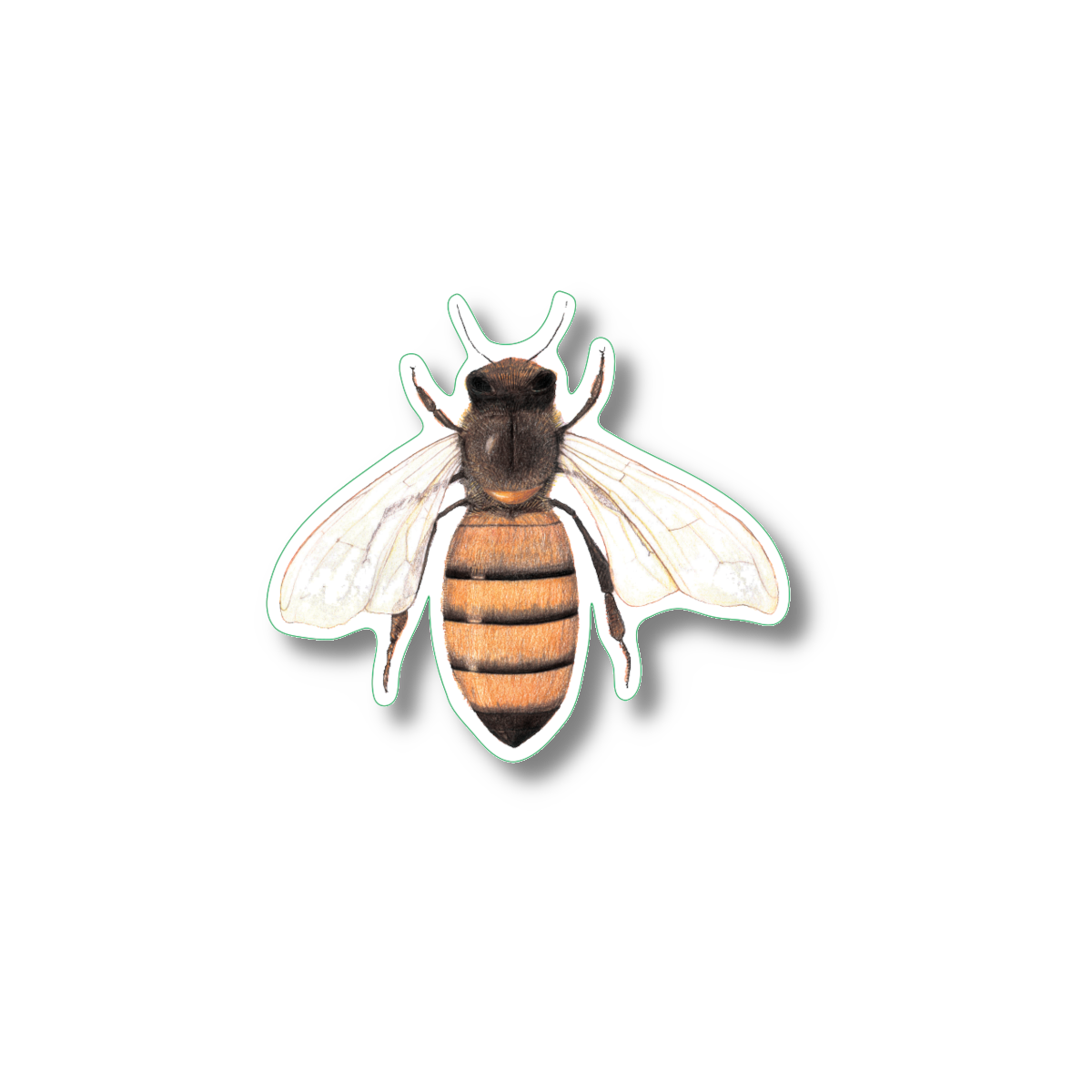 Sticker - Honey Bee Nature Sticker, 2.5" x 3.5"
