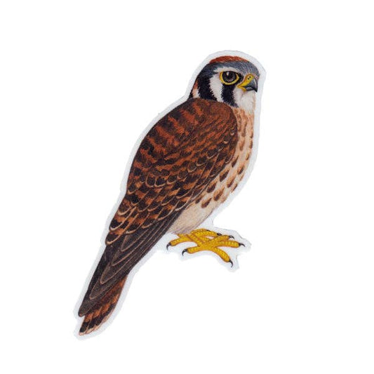 Sticker - American Kestrel (Female)