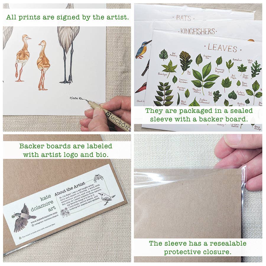 Art Print - Texas Backyard Birds Field Guide (8' x 10")
