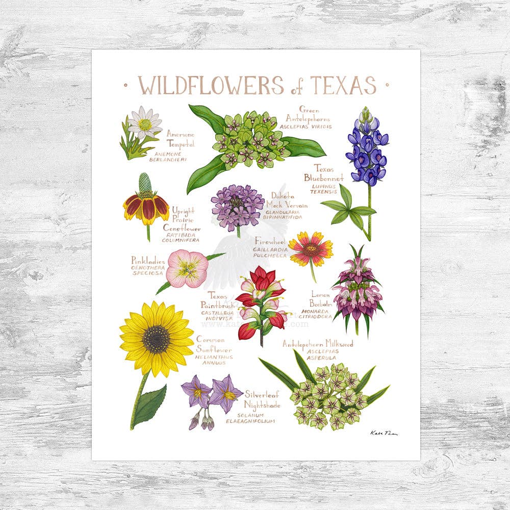 Art Print - Texas Wildflowers Field Guide (8" x 10")