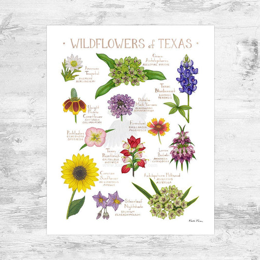 Art Print - Texas Wildflowers Field Guide (8" x 10")