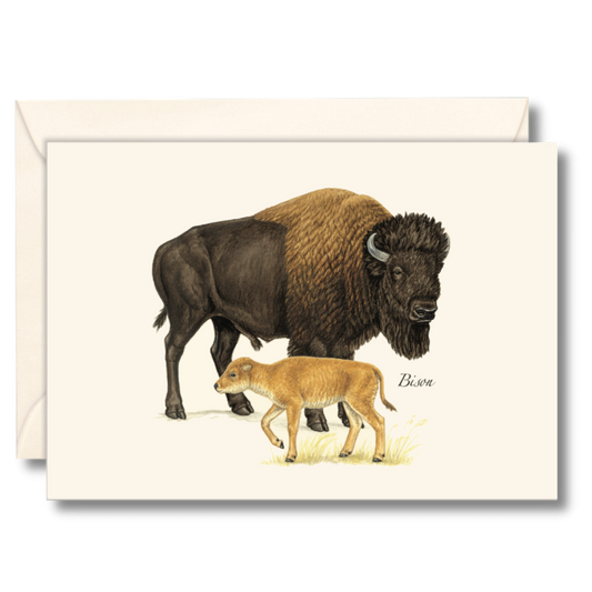 Paper - Boxed Notecards - Bison (Earth Sky + Water)