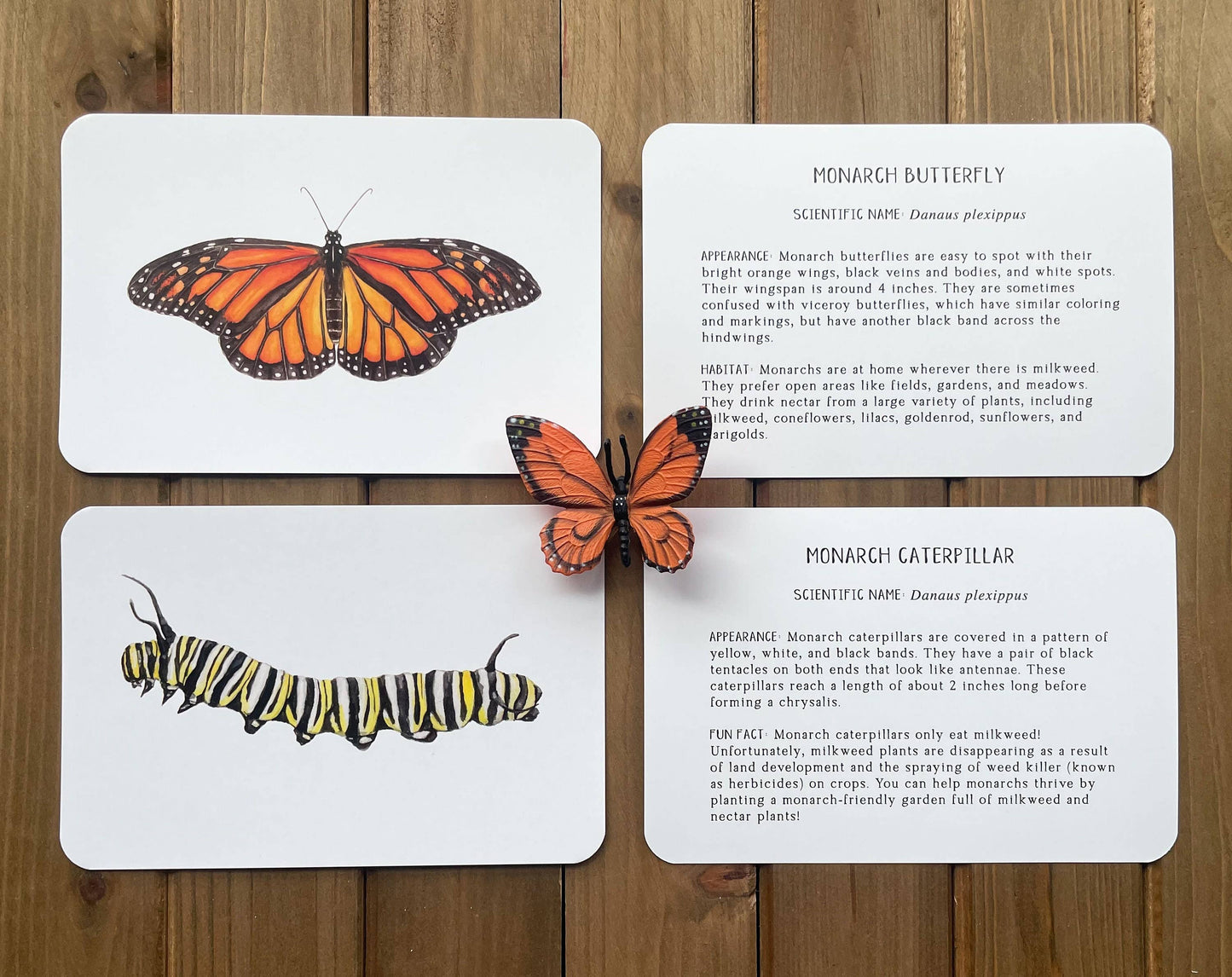 Montessori Learning Cards - Butterflies and Caterpillars