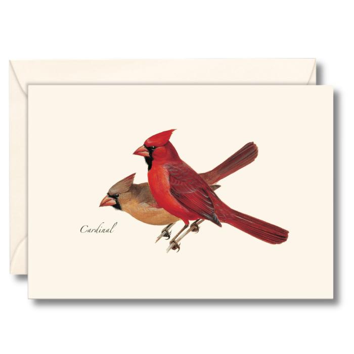 Paper - Boxed Notecards - Cardinal (Earth Sky + Water)