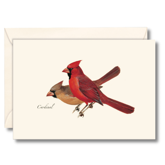 Paper - Boxed Notecards - Cardinal (Earth Sky + Water)