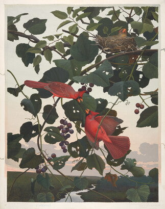 Unframed Art Print - Gentling Brothers - Cardinal