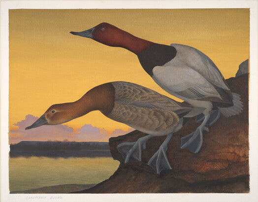 Unframed Art Print - Gentling Brothers - Canvasback Duck