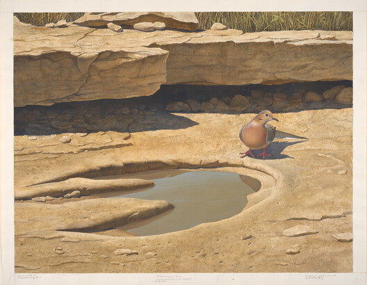 Unframed Art Print - Gentling Brothers - Mourning Dove