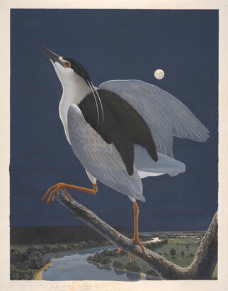 Unframed Art Print - Gentling Brothers - Black-crowned Night Heron