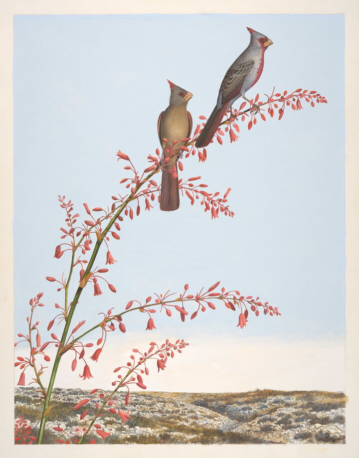 Unframed Art Print - Gentling Brothers - Pyrrhuloxia