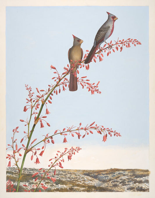 Unframed Art Print - Gentling Brothers - Pyrrhuloxia