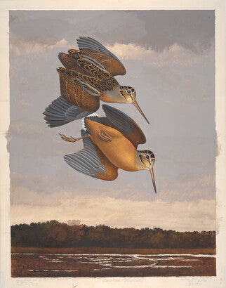 Unframed Art Print - Gentling Brothers - American Woodcock