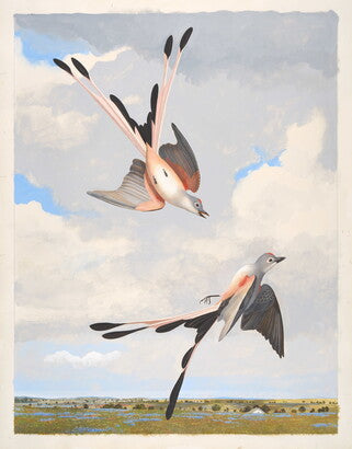 Unframed Art Print - Gentling Brothers - Scissor-tailed Flycatcher