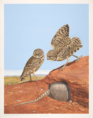 Unframed Art Print - Gentling Brothers - Burrowing Owl