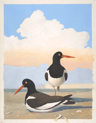 Unframed Art Print - Gentling Brothers - American Oystercatcher