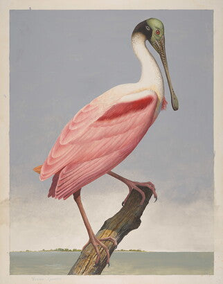 Unframed Art Print - Gentling Brothers - Roseate Spoonbill