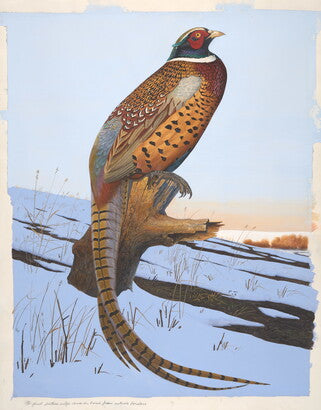 Unframed Art Print - Gentling Brothers - Ring-necked Pheasant