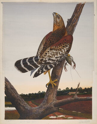 Unframed Art Print - Gentling Brothers - Red-shouldered Hawk