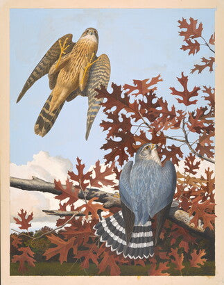 Unframed Art Print - Gentling Brothers - Pigeon Hawk