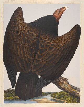 Unframed Art Print - Gentling Brothers - Turkey Vulture