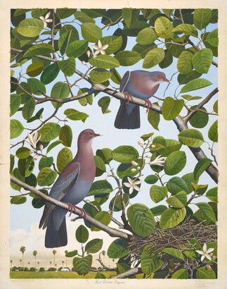 Unframed Art Print - Gentling Brothers - Red-billed Pigeon