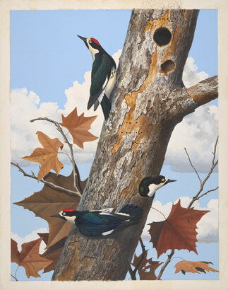 Unframed Art Print - Gentling Brothers - Acorn Woodpecker