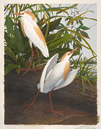 Unframed Art Print - Gentling Brothers - Cattle Egret