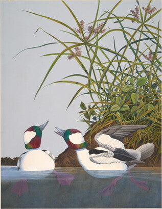 Unframed Art Print - Gentling Brothers - Bufflehead Duck