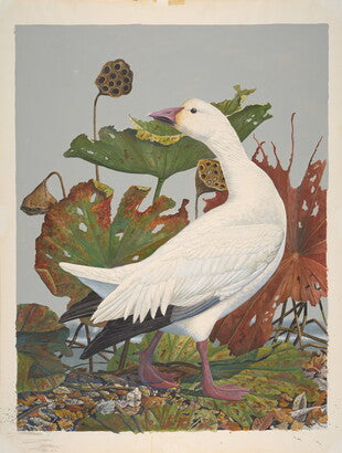 Unframed Art Print - Gentling Brothers - Snow Goose