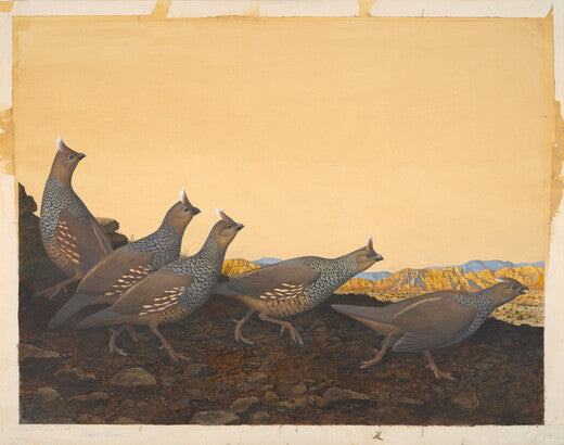 Unframed Art Print - Gentling Brothers - Scaled Quail