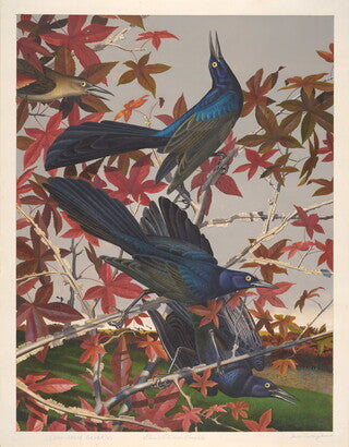 Unframed Art Print - Gentling Brothers - Great-tailed Grackle