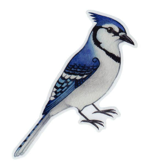 Sticker - Blue Jay