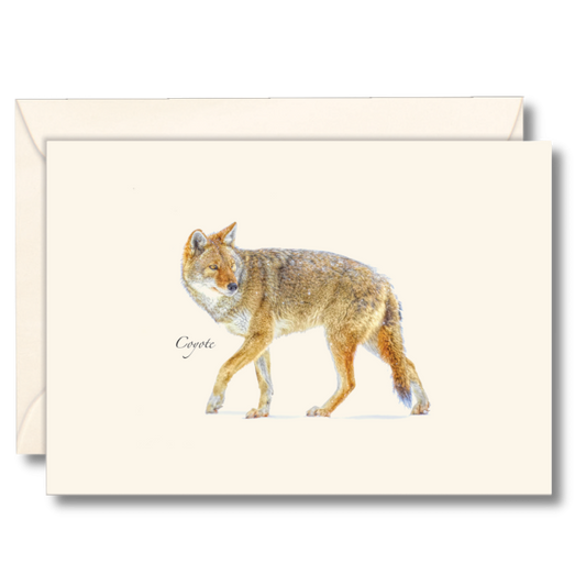 Paper - Boxed Notecards - Coyote (Earth Sky + Water)