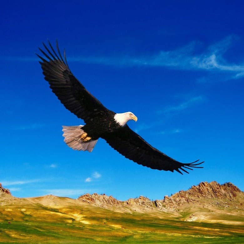 Finger Puppet - Felted Eagle