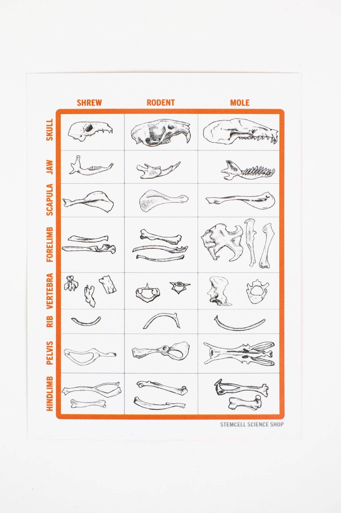 Kids - Owl Pellet Dissection Kit