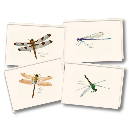 Paper - Boxed Notecards - Dragonfly & Damselfly Assortment (Earth Sky + Water)